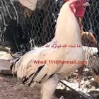 ديوك العدد 23 عنيزة