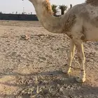 جمل حيسوني