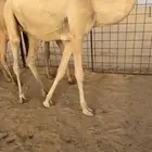 حشو