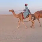 للبيع قليصه ممتاز هل الهجن