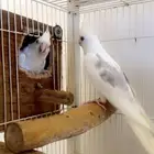 زوج كروان ريسسف نوادر مع انتاجه (تم البيع )