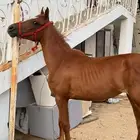 فرس كفو للبيع