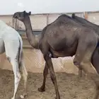 بكره مفروده