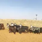 معزا خلفات صنف