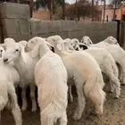 خرفان ورخال تحت الجبر بحاجه بصيطه