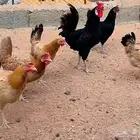 دجاج بلدي