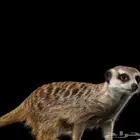 انثى الميركات