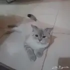 قط للتبني