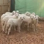 بهم حري للبيع