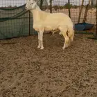 طلي حري جذع ابرص مشروط لأهل الصنف والنوادر