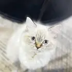للبيع مستعجل