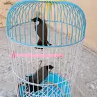 جوز بلبل للبيع