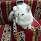 قط ذكر لتبني