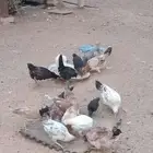 للبيع دجاج