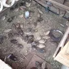 سمان