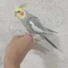 كروان ذكر يتكلم