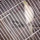 جوز كروانن ع الشرط