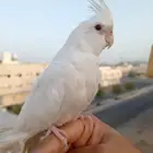 ببغاء كروان أوكوكتيل ألبينو عيون أحمر أليف