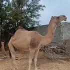 للبيع ناقه حمرا