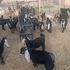 تيوس مندي