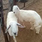 خرفان للبيع