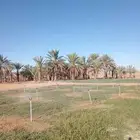 نخل للبيع