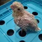 فرخ كروان لاتينو عيون حمر  (انباع الله يبارك للمشتري)