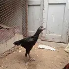 البيع ثلاثه ديك ثلاثه دجاج اسود النوع سندي العمر اربع شهور