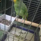 السلام عليكم اعرض لكم طير امزوان ارنج