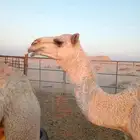 سلام عليكم بكره للبيع