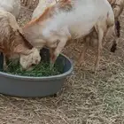 فحل السن جذع على السوم