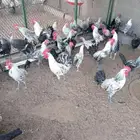 ديوك فيومي أصل