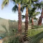 نخل وشنطني درجه اولا