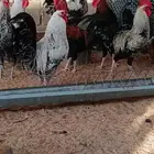 ديوك ودجاج بشاير