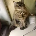 قطتين شيرازي هافبيكي