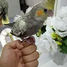 ببغاء كروان ذكر أليف ولطيف