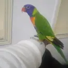 السلام عليكم ورحمة الله وبركاته اعرض لكم لوري اليف ومتكلم