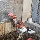 ديك باكستاني