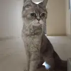 قط للتبني