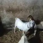 تيوس للبيع