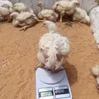 دجاج لاحم