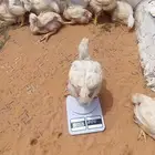 دجاج لاحم