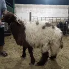 خروف نعيم