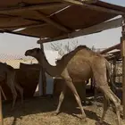 مفروده سمين صحه شرط