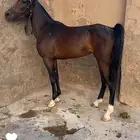 فرس شعبية قطعة جميلة
