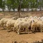 طليان