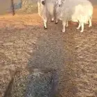 للببع شياه حيل
