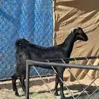 شاه جذعه دغسا