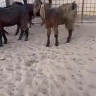 جفار مشاريك قبرصي طيبه