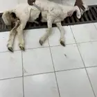 ذبايح نجران